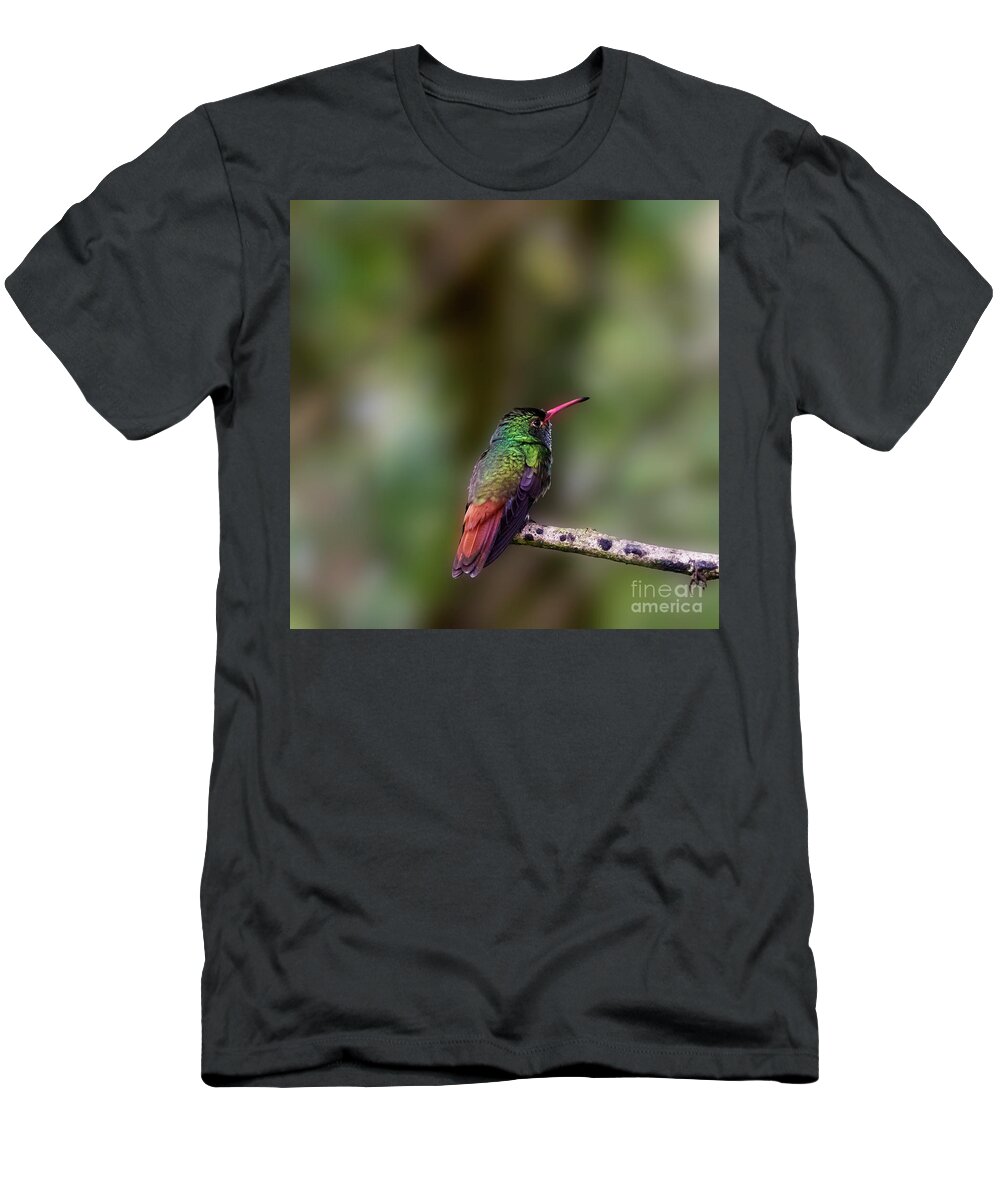 Rufous Hummingbird T-Shirt featuring the photograph Rufous-tailed Hummingbird by Heiko Koehrer-Wagner