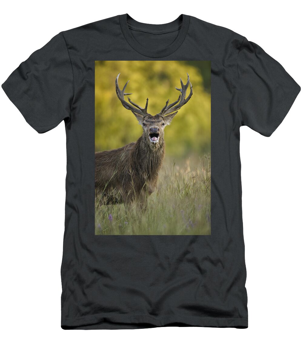 Red Deer T-Shirt featuring the photograph Rut by Jack Milchanowski