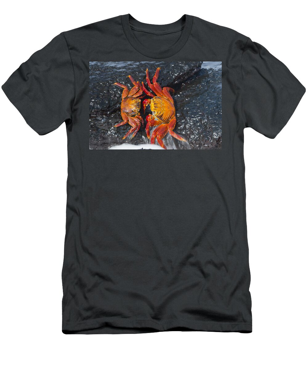 536812 T-Shirt featuring the photograph Sally Lightfoot Crabs Galapagos Islands by Tui De Roy