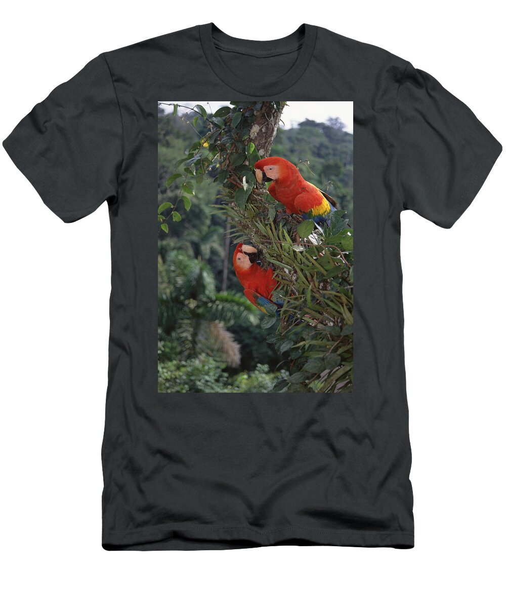 Feb0514 T-Shirt featuring the photograph Scarlet Macaws In Rainforest Canopy by Tui De Roy