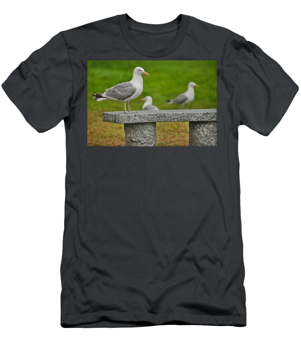 Maine T-Shirt featuring the photograph Seagull on Stone Bench by Mitchell R Grosky