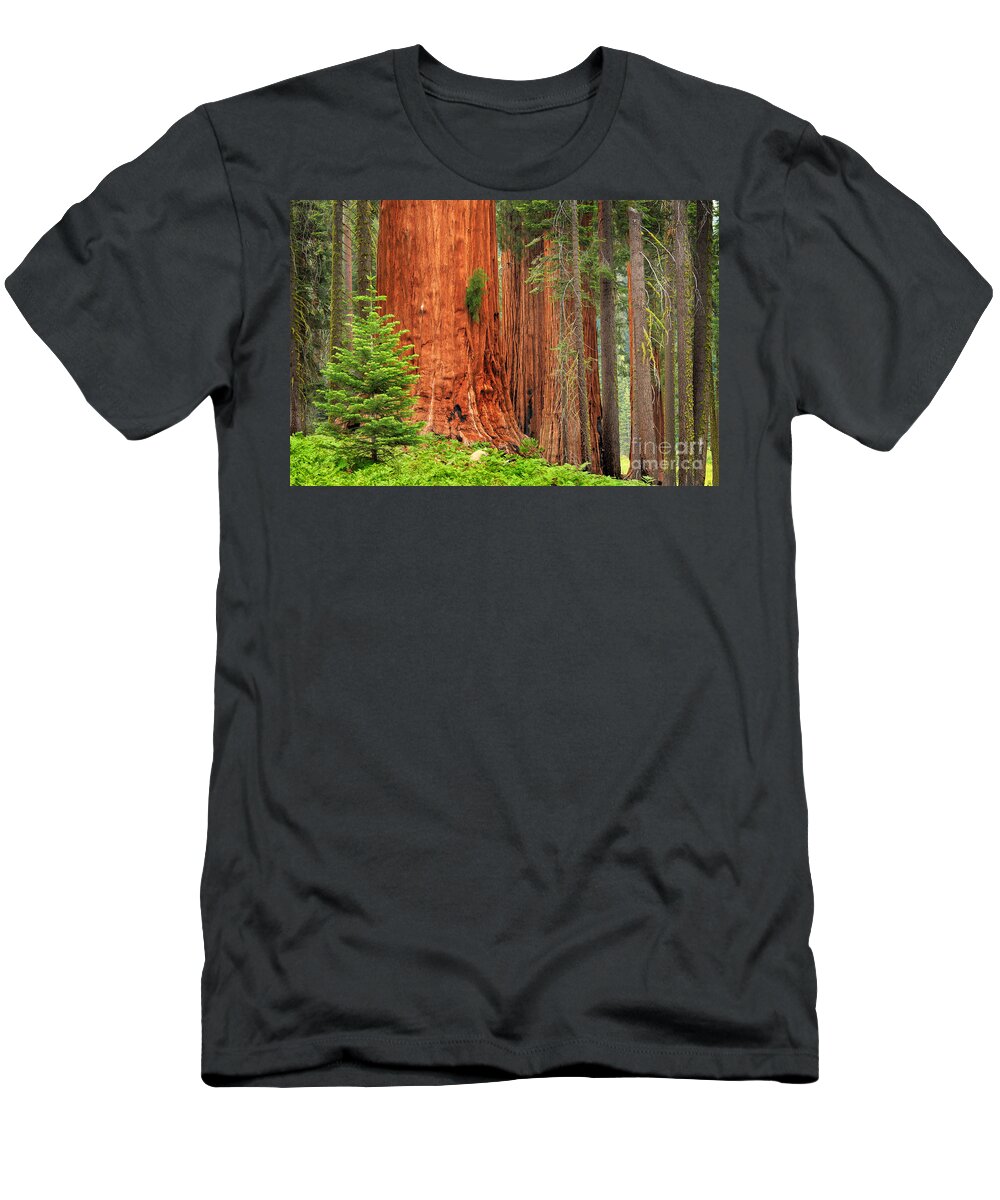 America T-Shirt featuring the photograph Sequoias by Inge Johnsson