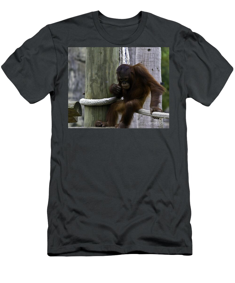 Chimpanzee T-Shirt featuring the photograph Setting Around by Ken Frischkorn