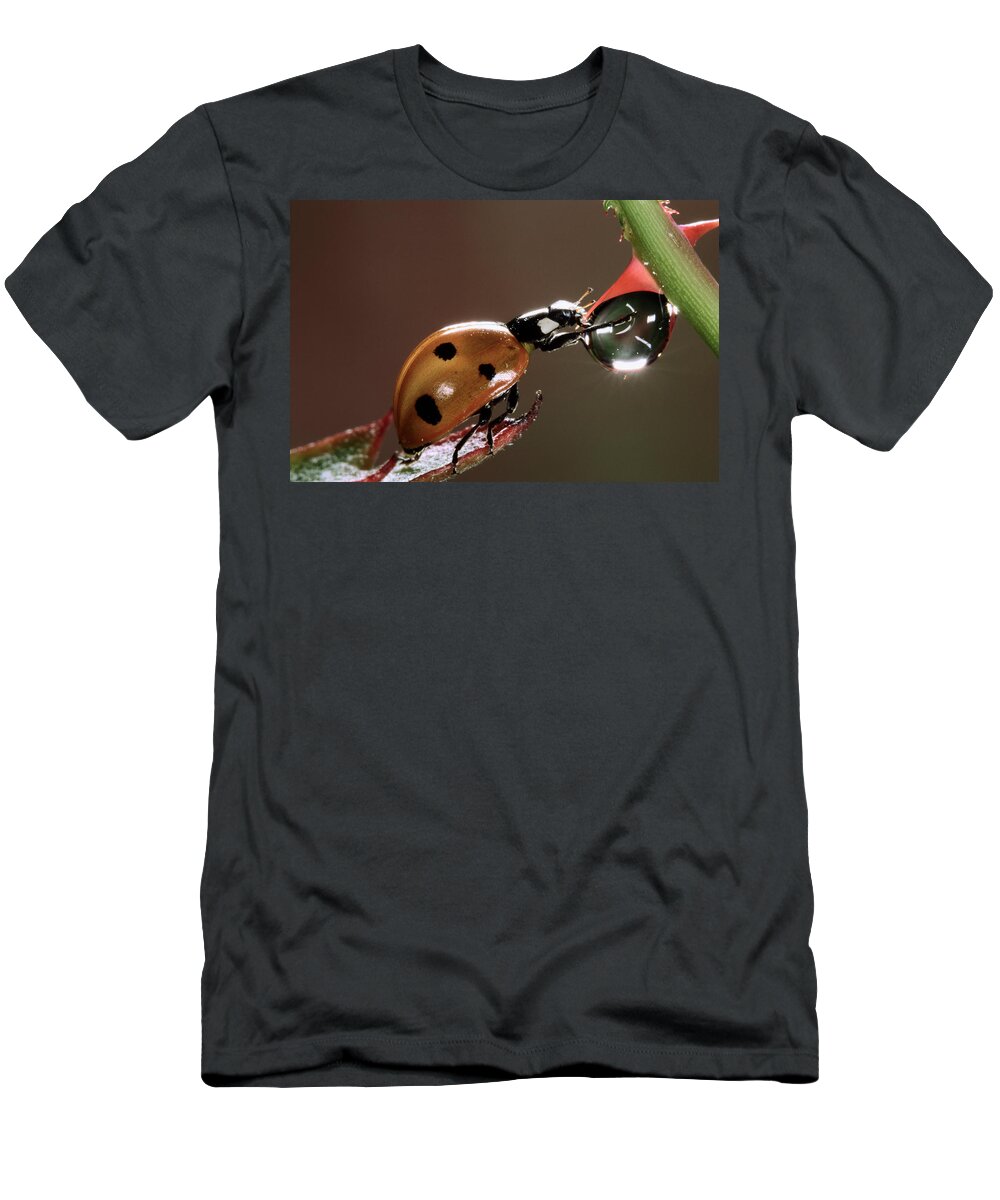 Nis T-Shirt featuring the photograph Seven-spotted Ladybird Drinking by Jef Meul