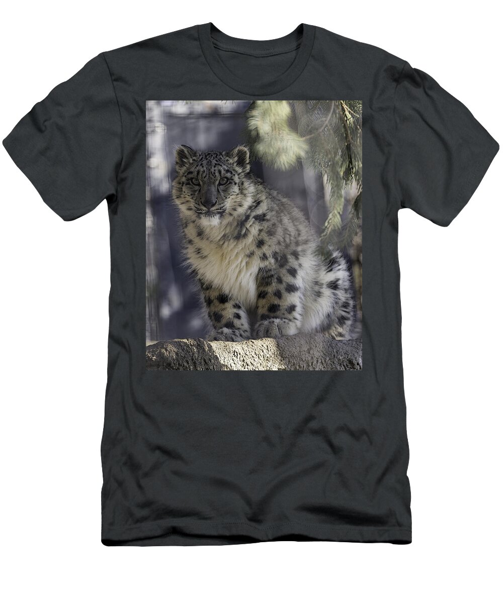 Snow Leopard T-Shirt featuring the photograph Snow Leopard 1 by Everet Regal