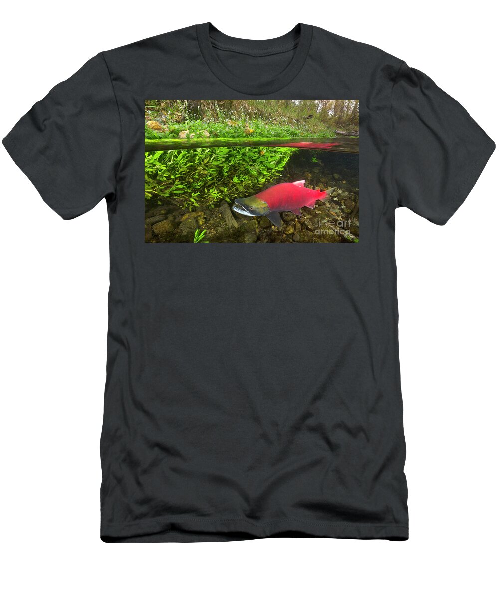 00551433 T-Shirt featuring the photograph Sockeye Salmon Migrating by Yva Momatiuk John Eastcott