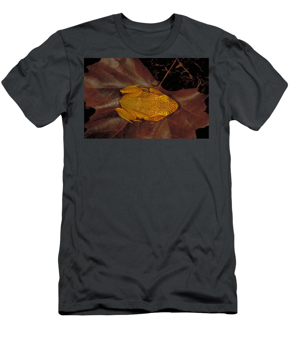 Amphibian T-Shirt featuring the photograph Solomon Island Eyelash Frog by Steve Cooper