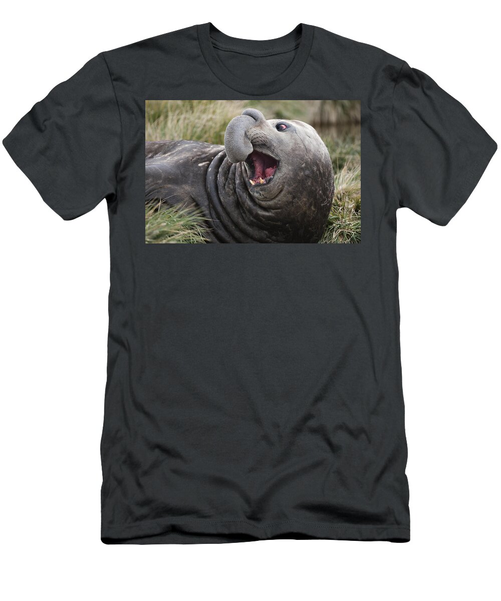 Feb0514 T-Shirt featuring the photograph Southern Elephant Seal Calling South by Flip Nicklin