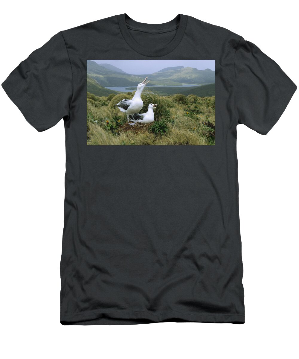 Feb0514 T-Shirt featuring the photograph Southern Royal Albatrosses At Nest by Konrad Wothe