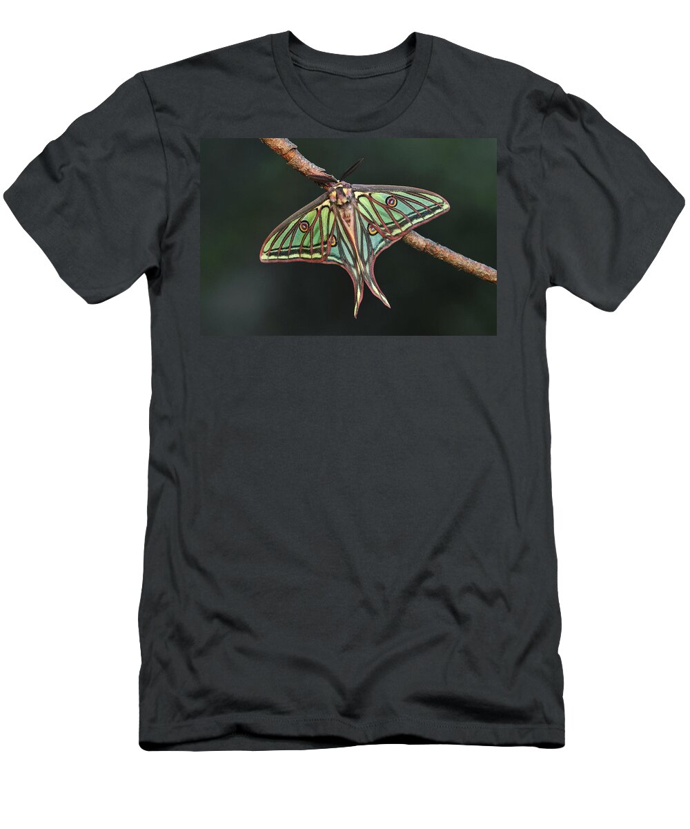 Feb0514 T-Shirt featuring the photograph Spanish Moon Moth Male Switzerland by Thomas Marent