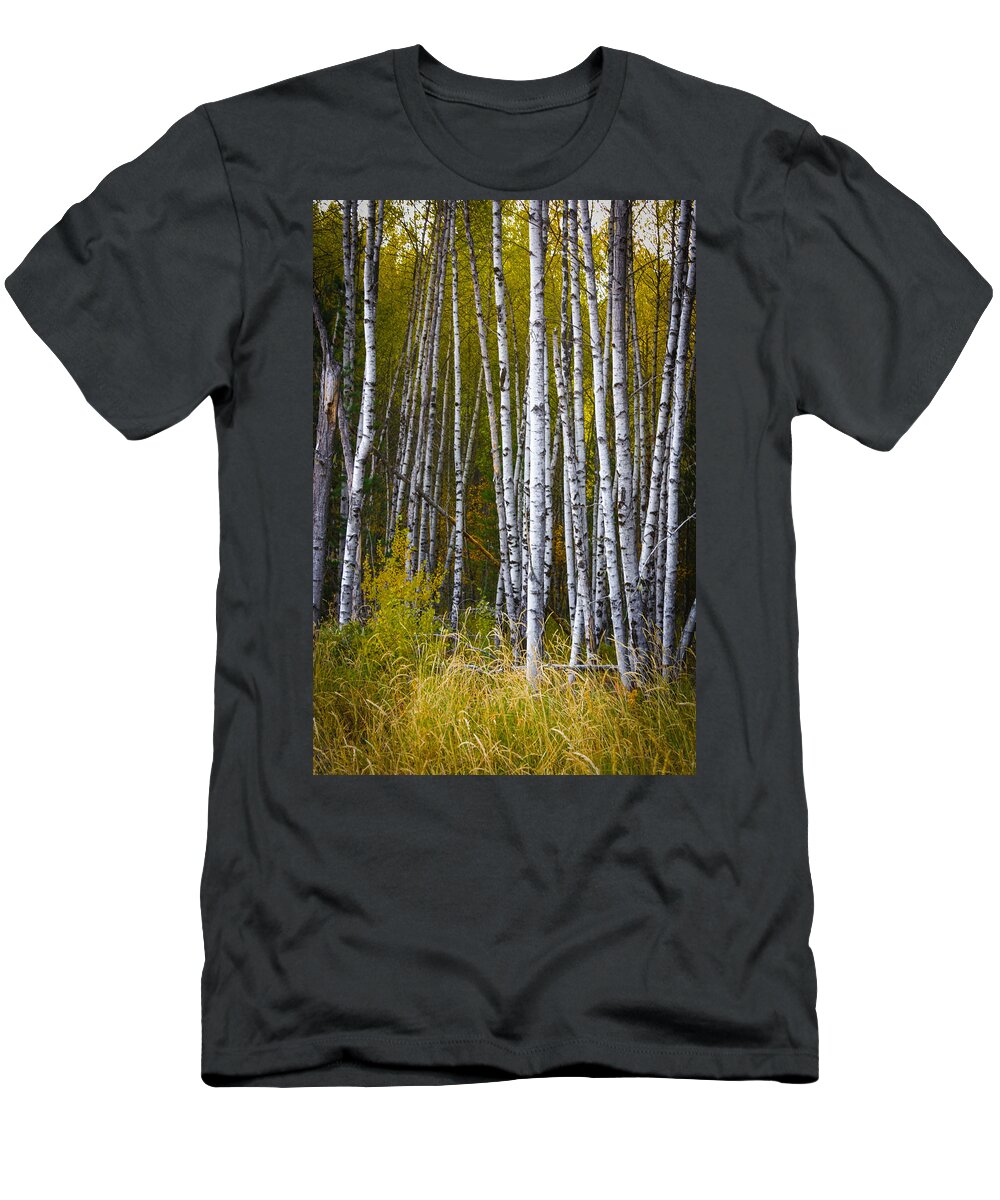 Maple Trees T-Shirt featuring the photograph Stand of Birch Trees by Patricia Babbitt