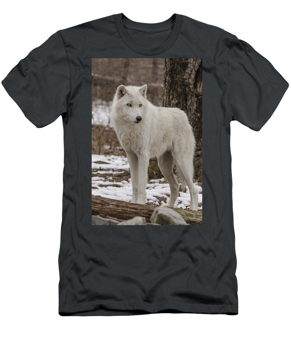 Artic Wolf T-Shirt featuring the photograph Standing Wolf by GeeLeesa Productions