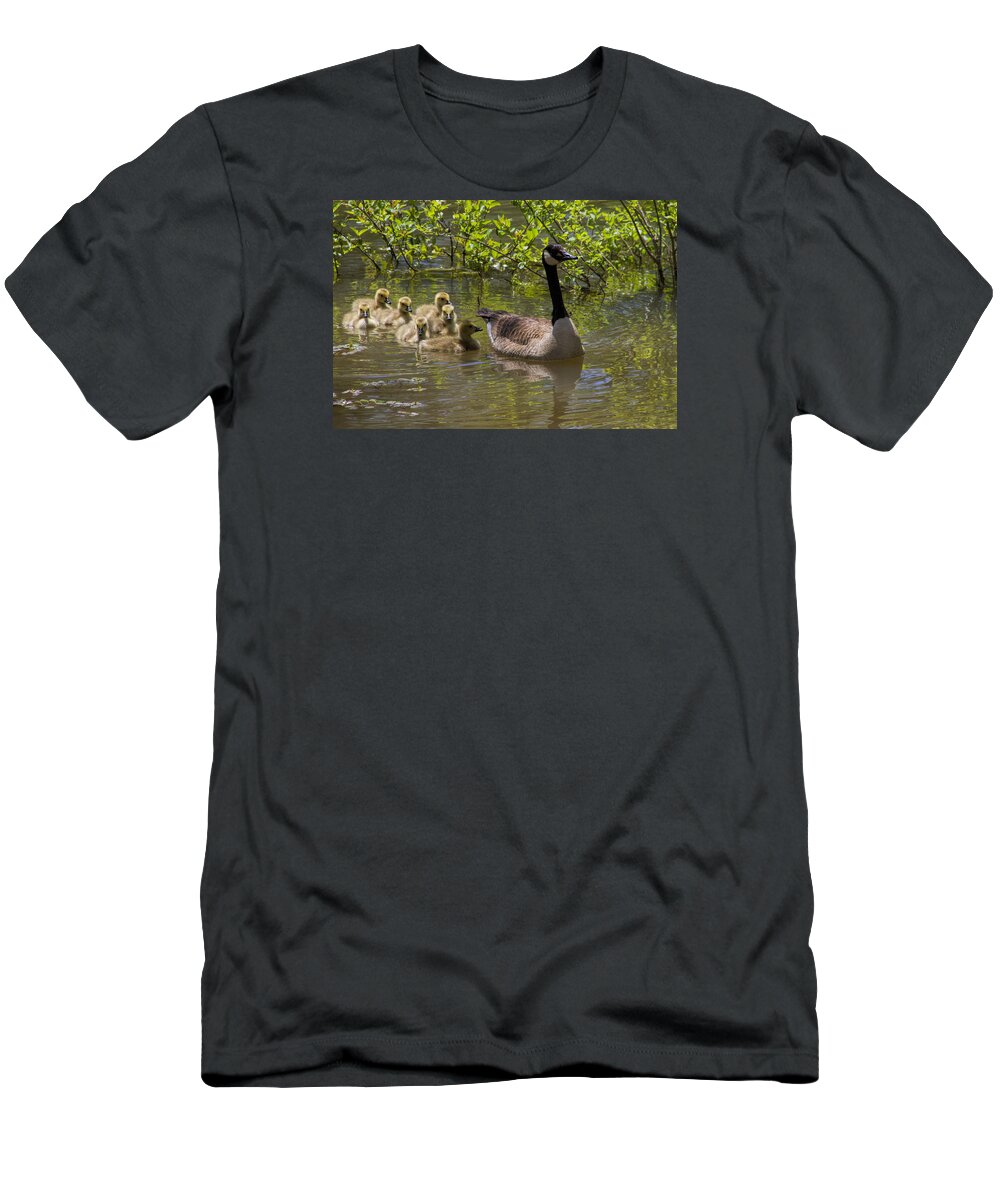 Branta Canadensis T-Shirt featuring the photograph Stay Close To Momma by Kathy Clark