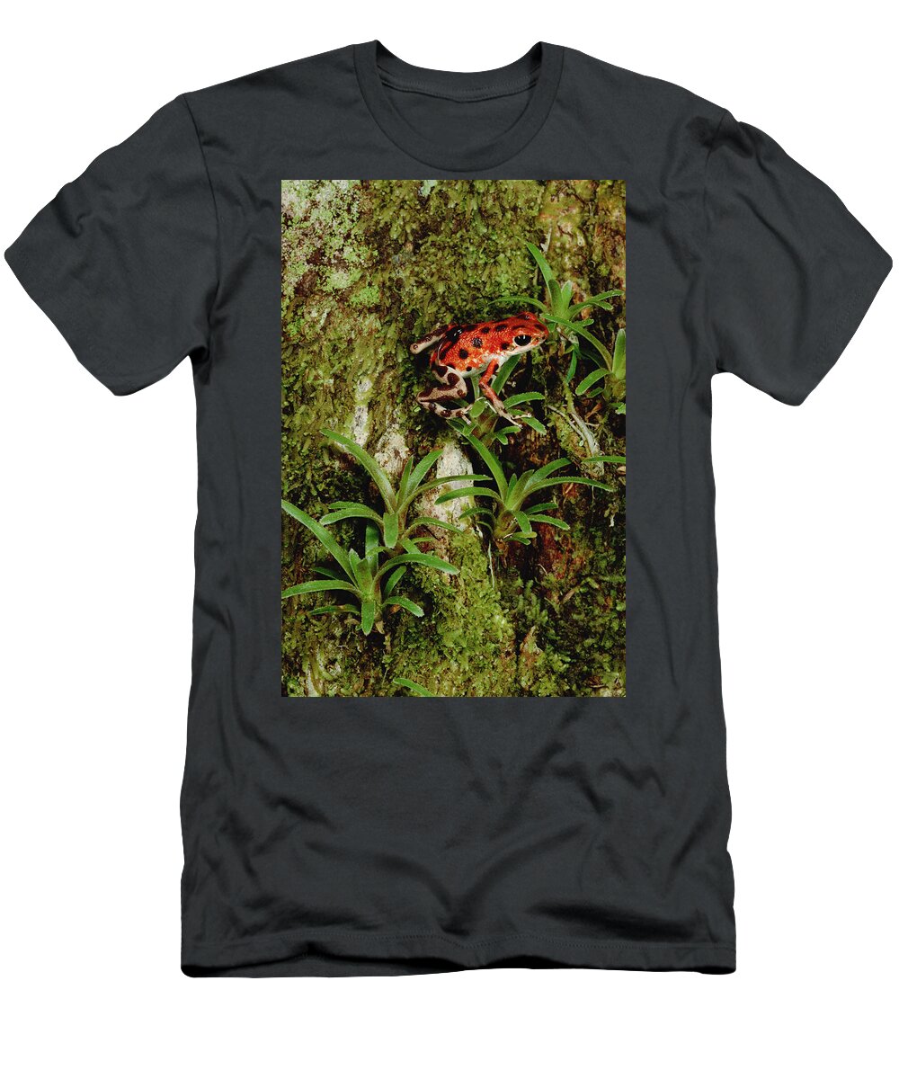 Feb0514 T-Shirt featuring the photograph Strawberry Poison Dart Frog Mother by Mark Moffett