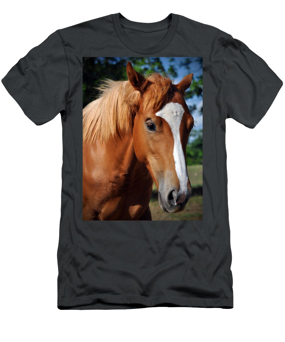  Equine Face T-Shirt featuring the photograph Stud Horse by Savannah Gibbs