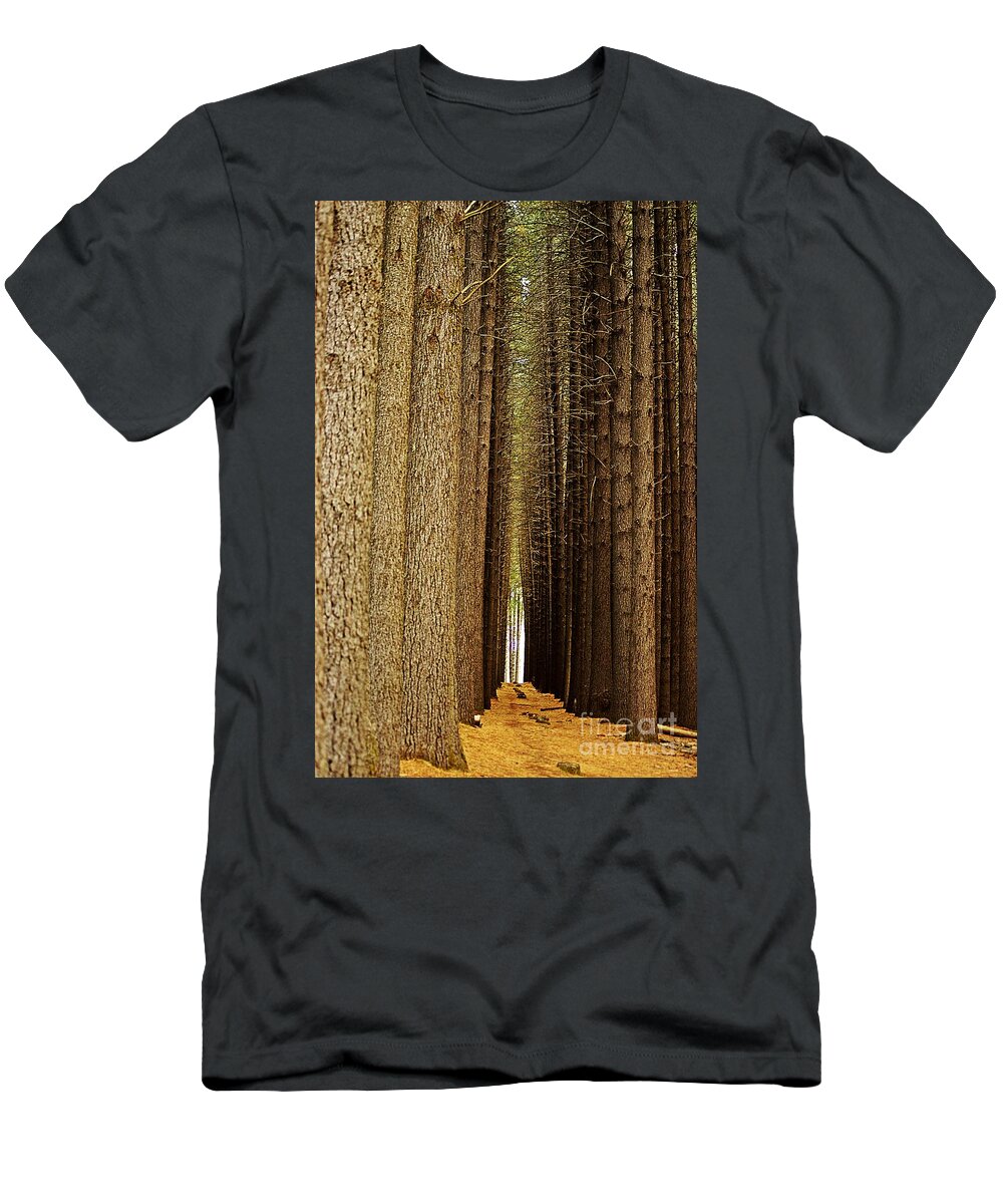 Blair Stuart T-Shirt featuring the photograph Sugar Pine Walk by Blair Stuart