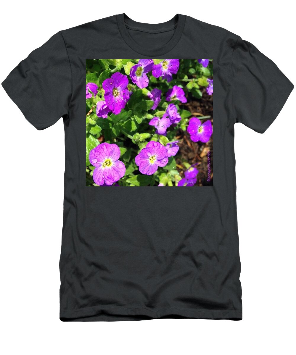 Purples_up T-Shirt featuring the photograph Sunlight And Raindrops On Little Purple by Anna Porter
