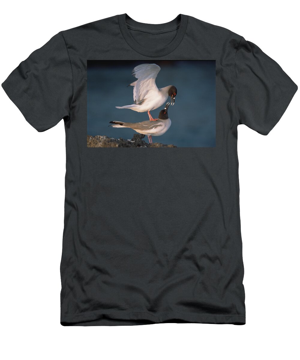 Feb0514 T-Shirt featuring the photograph Swallow-tailed Gulls Mating At Dusk by Tui De Roy