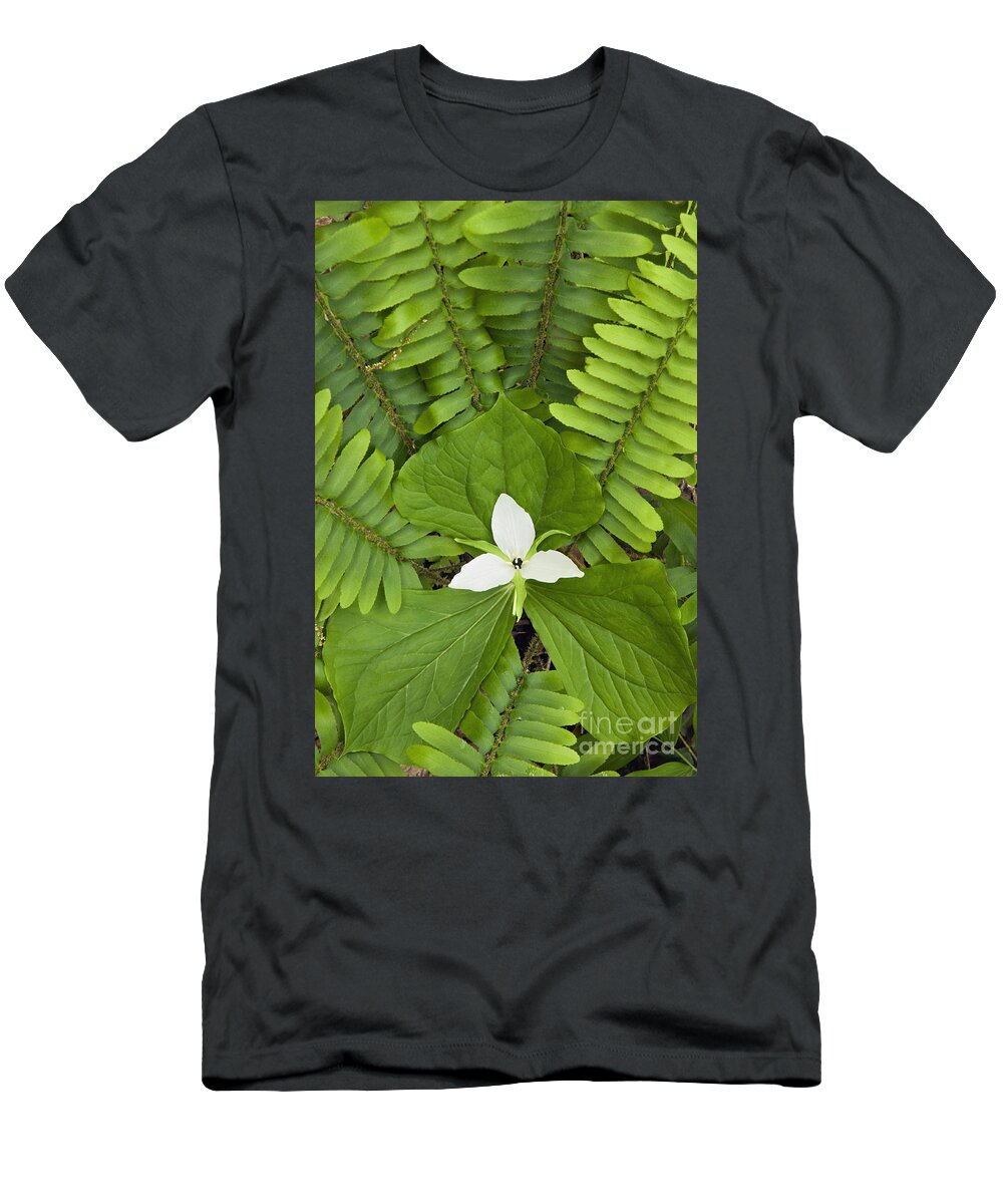 Sweet T-Shirt featuring the photograph Sweet White Trillium - D008728 by Daniel Dempster