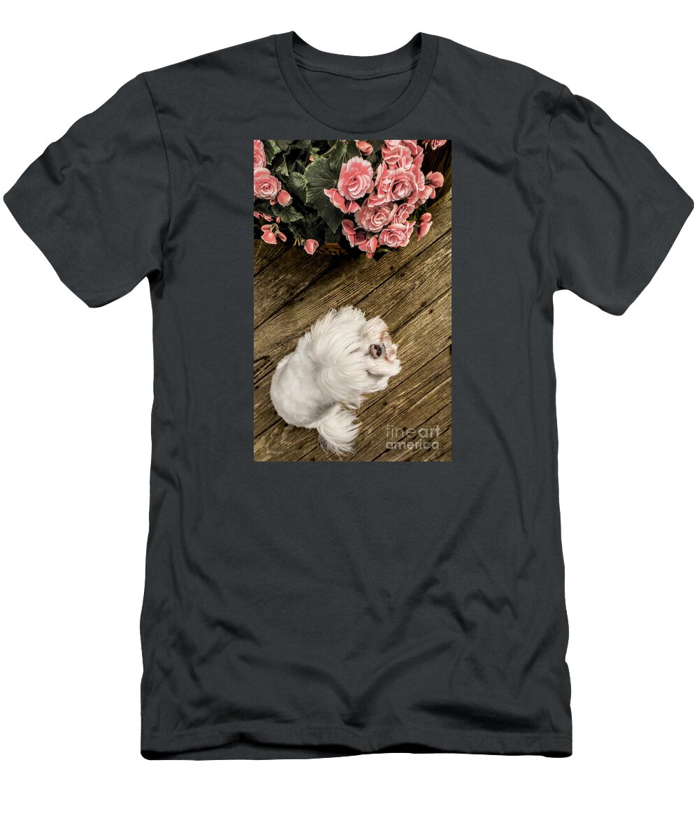 Dog T-Shirt featuring the photograph Havanese Puppy by Charlie Cliques