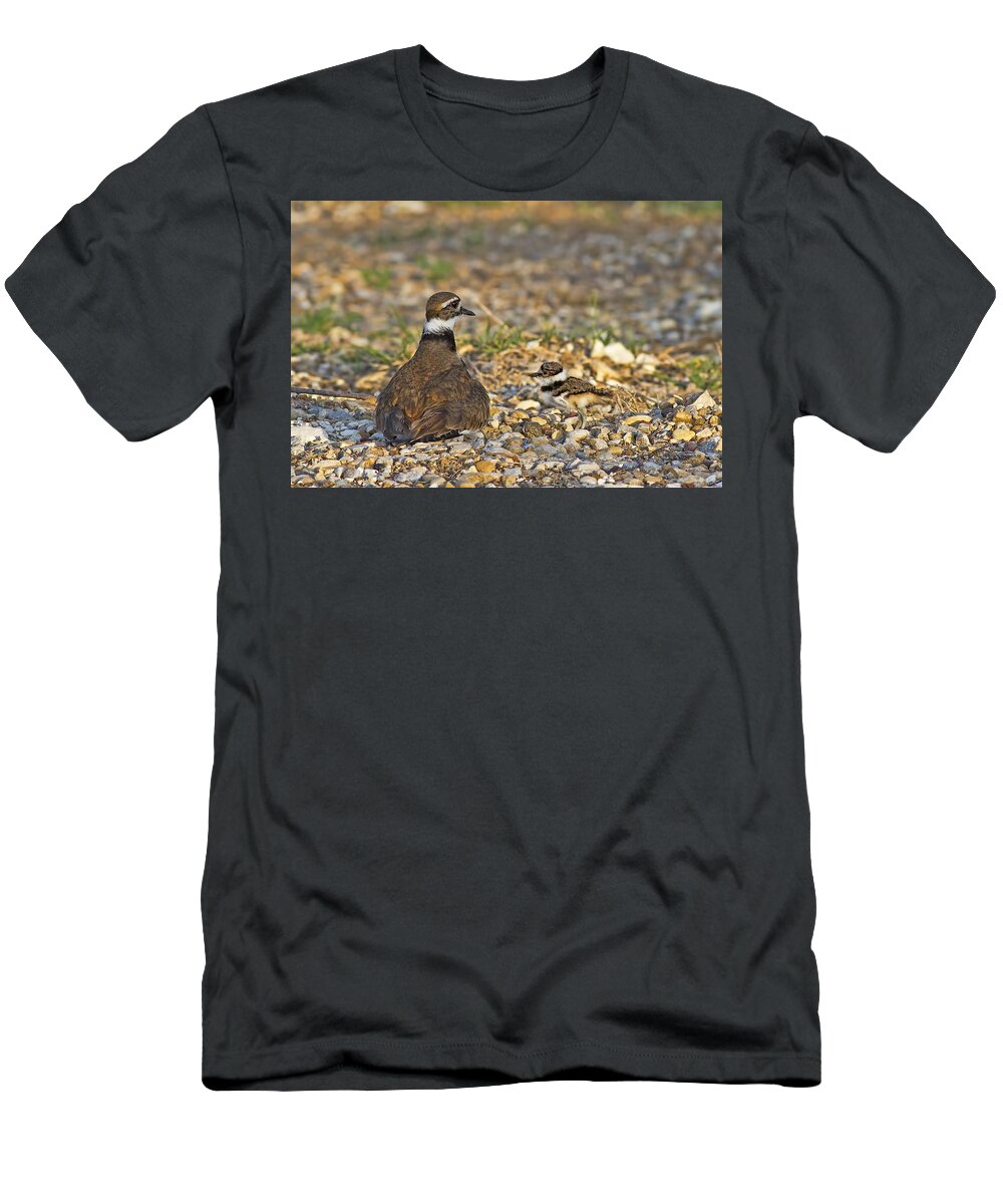 Killdeer T-Shirt featuring the photograph Taking You Under My Wing by Gary Holmes