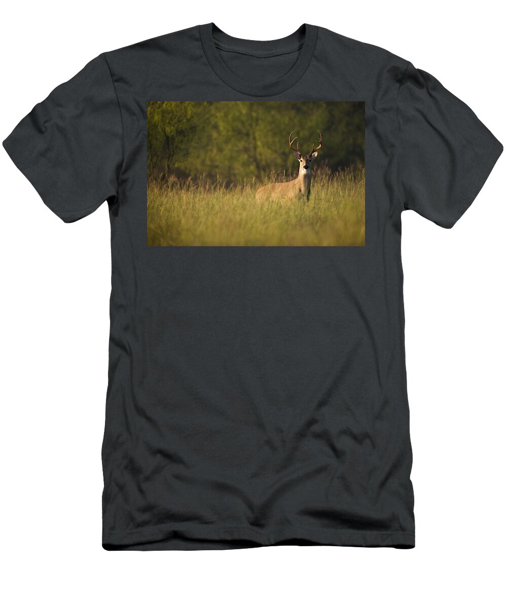 Deer T-Shirt featuring the photograph Tall Grass by Jack Milchanowski