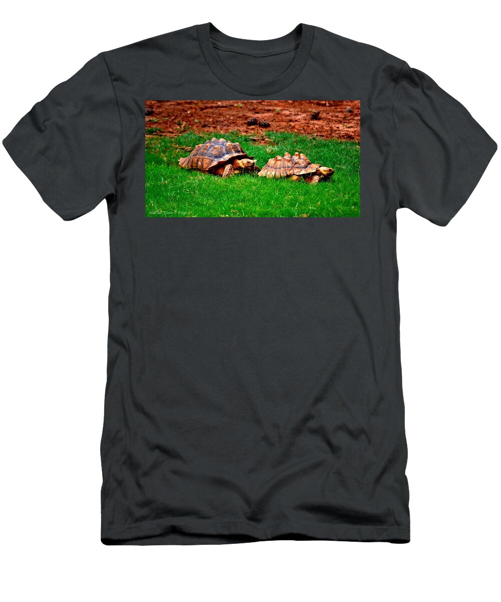 African Spur Tortoise T-Shirt featuring the photograph The Chase is On by Tara Potts