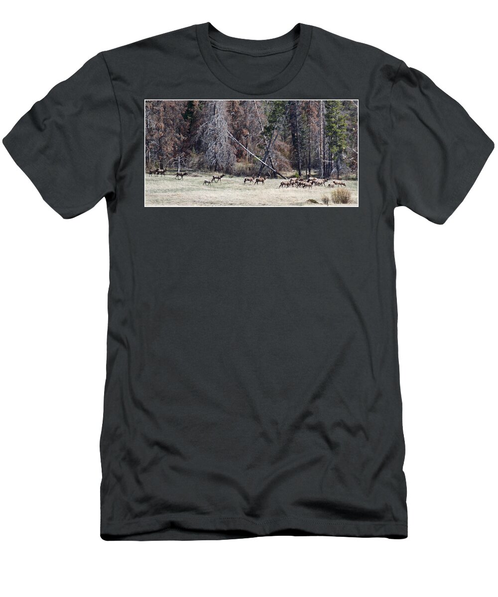 Elk T-Shirt featuring the photograph The Herd by Susan Kinney
