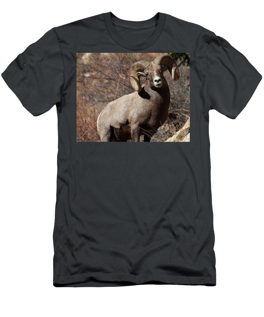 Bighorn Sheep T-Shirt featuring the photograph The High and Mighty by Jim Garrison