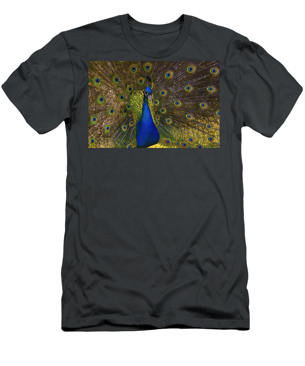 Peacock T-Shirt featuring the photograph The Peacock by Anthony Davey