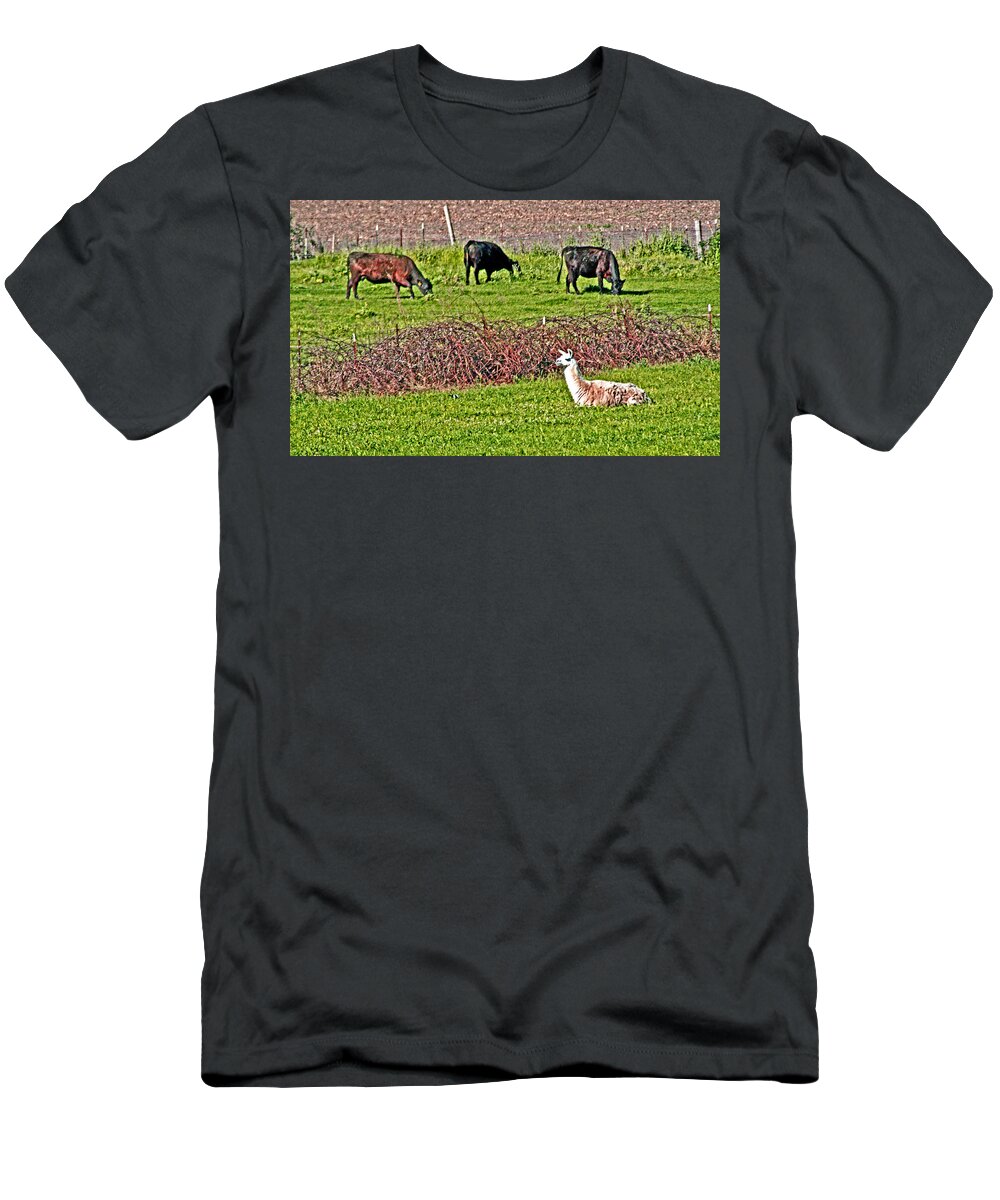 Farm Animals T-Shirt featuring the photograph Three is a Crowd by Joseph Coulombe