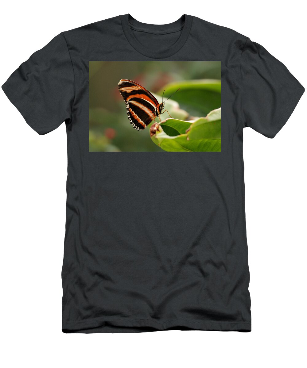 Butterfly T-Shirt featuring the photograph Tiger Striped Butterfly by Sandy Keeton