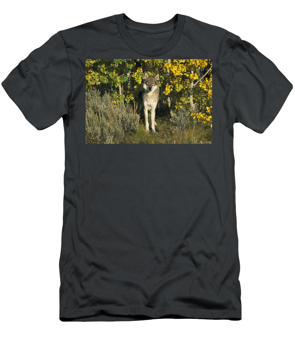 Feb0514 T-Shirt featuring the photograph Timber Wolf Among Aspens Idaho by Tom Vezo