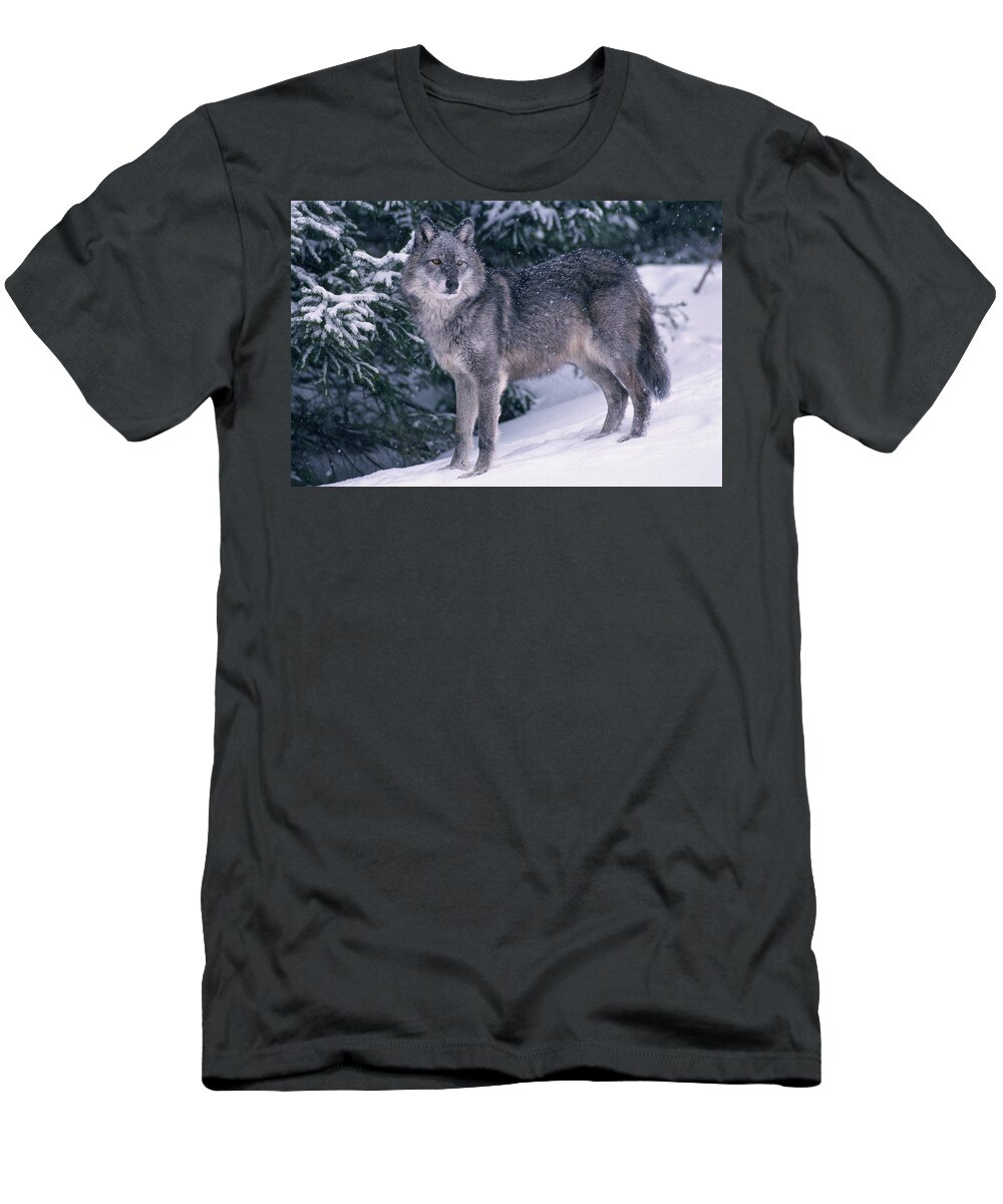 Adulthood T-Shirt featuring the photograph T.kitchin, 19821c Gray Wolf, Winter by First Light
