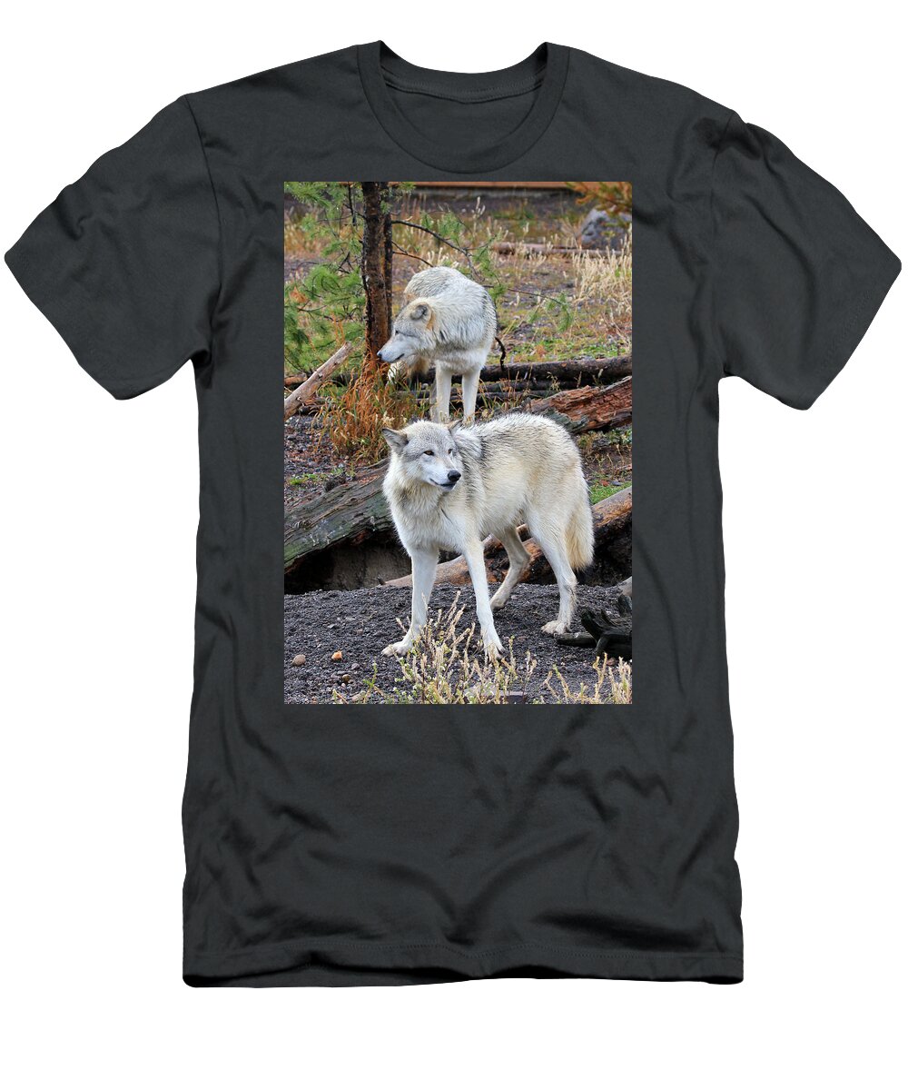 Wolves T-Shirt featuring the photograph Twin Wolves by Athena Mckinzie