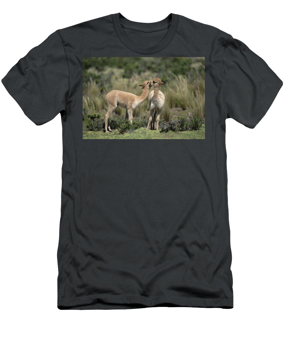 Feb0514 T-Shirt featuring the photograph Vicunas Nuzzling Peruvian Andes by Tui De Roy