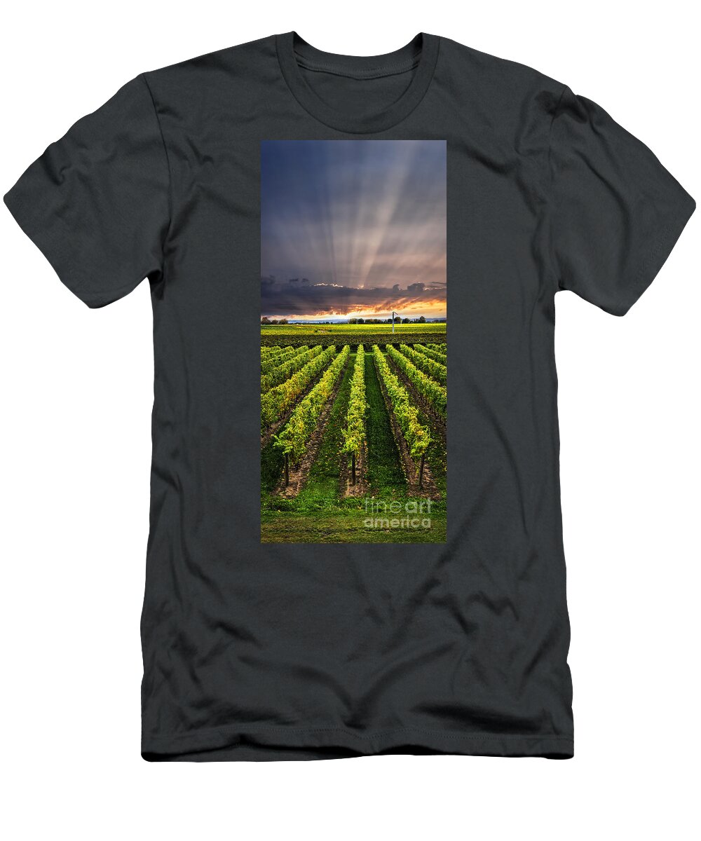 Vineyard T-Shirt featuring the photograph Vineyard and sunset sky by Elena Elisseeva