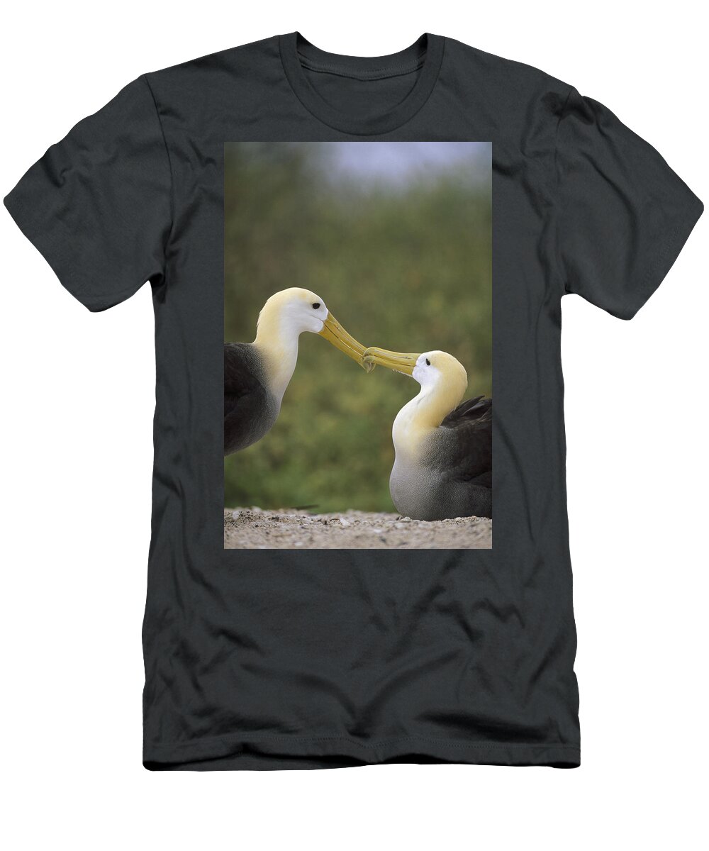 Feb0514 T-Shirt featuring the photograph Waved Albatross Pair Bonding Galapagos by Tui De Roy
