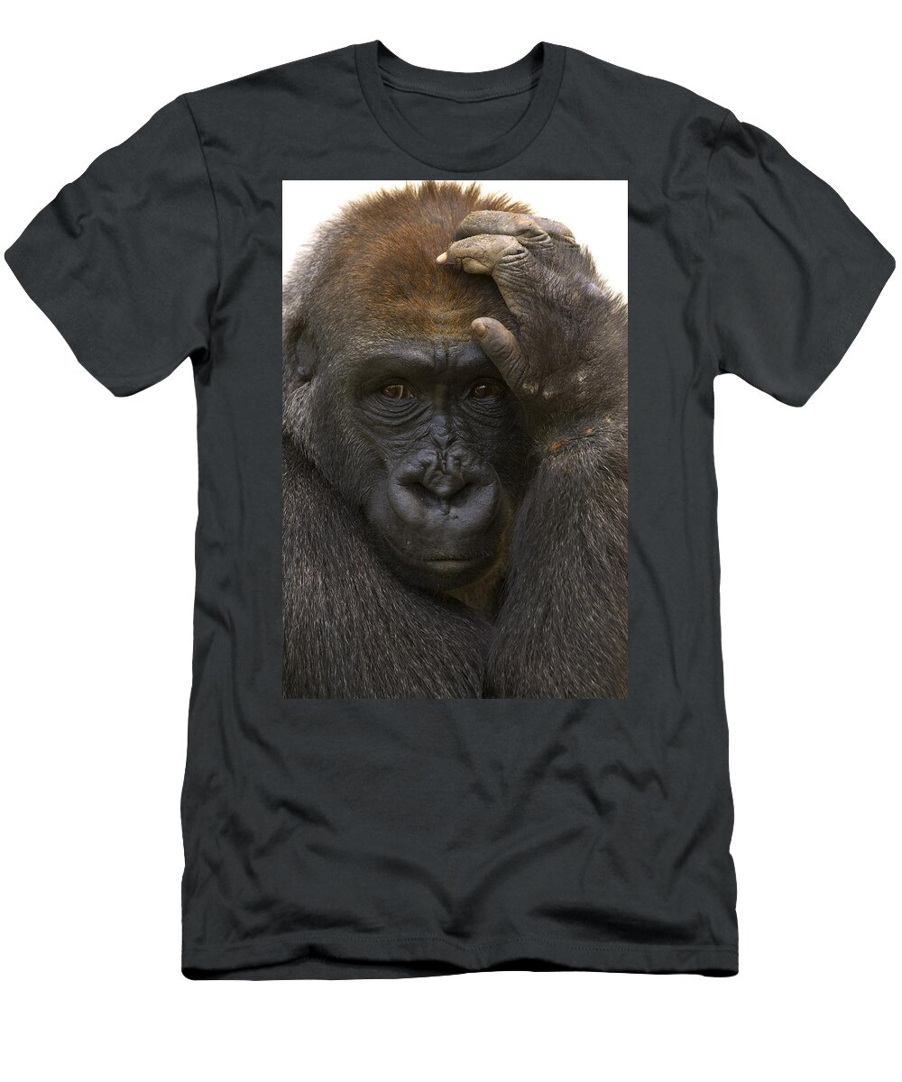 Feb0514 T-Shirt featuring the photograph Western Lowland Gorilla With Hand by San Diego Zoo