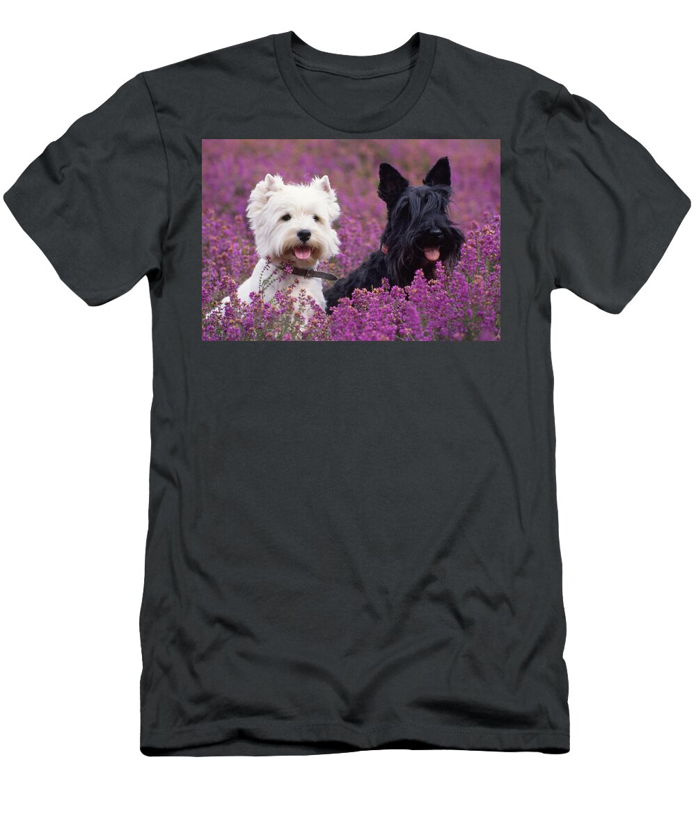 West Highland White Terrier T-Shirt featuring the photograph Westie And Scottie Dogs by John Daniels