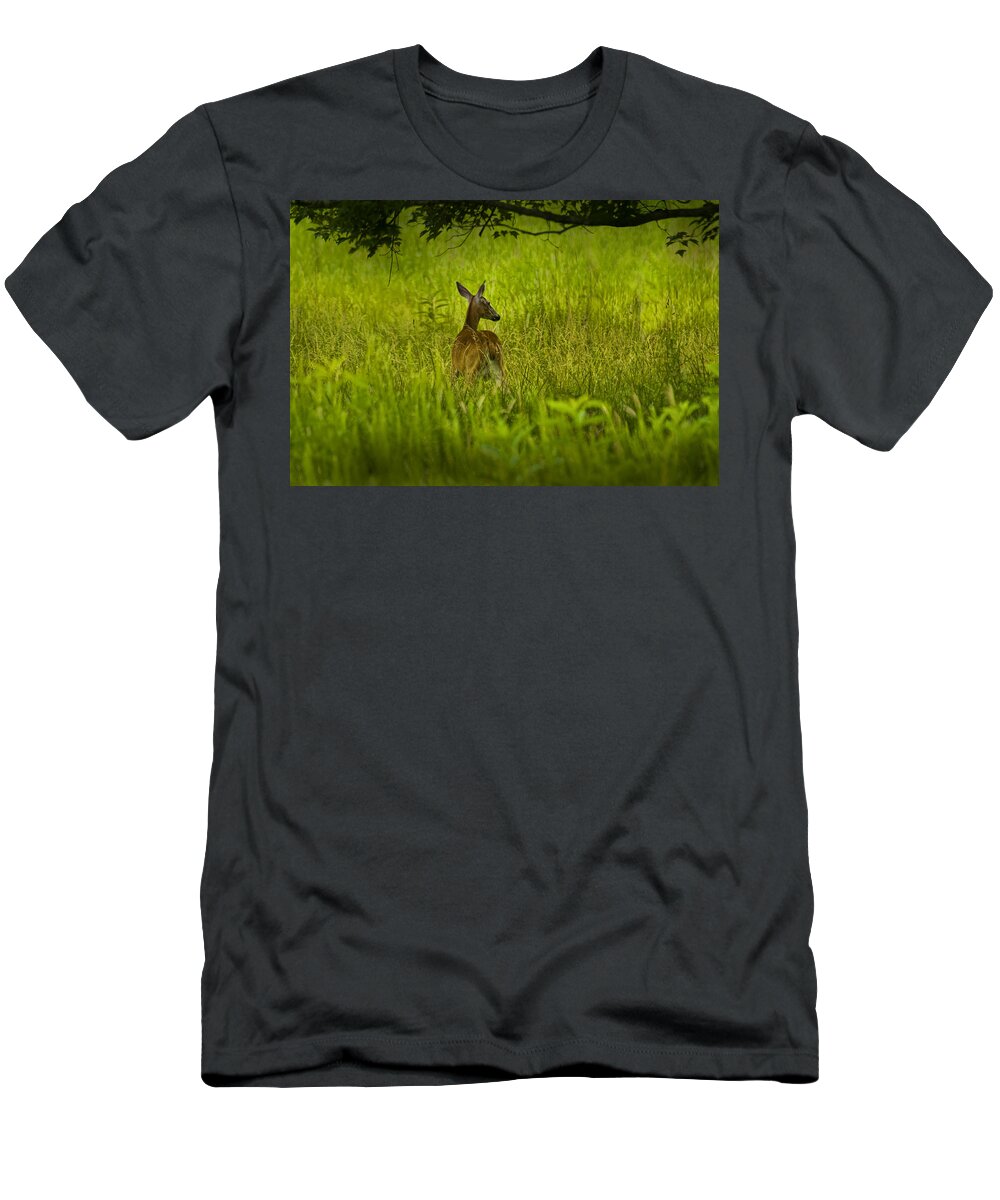 Doe T-Shirt featuring the photograph White Tailed Doe Deer in a Field in Cade's Cove by Randall Nyhof