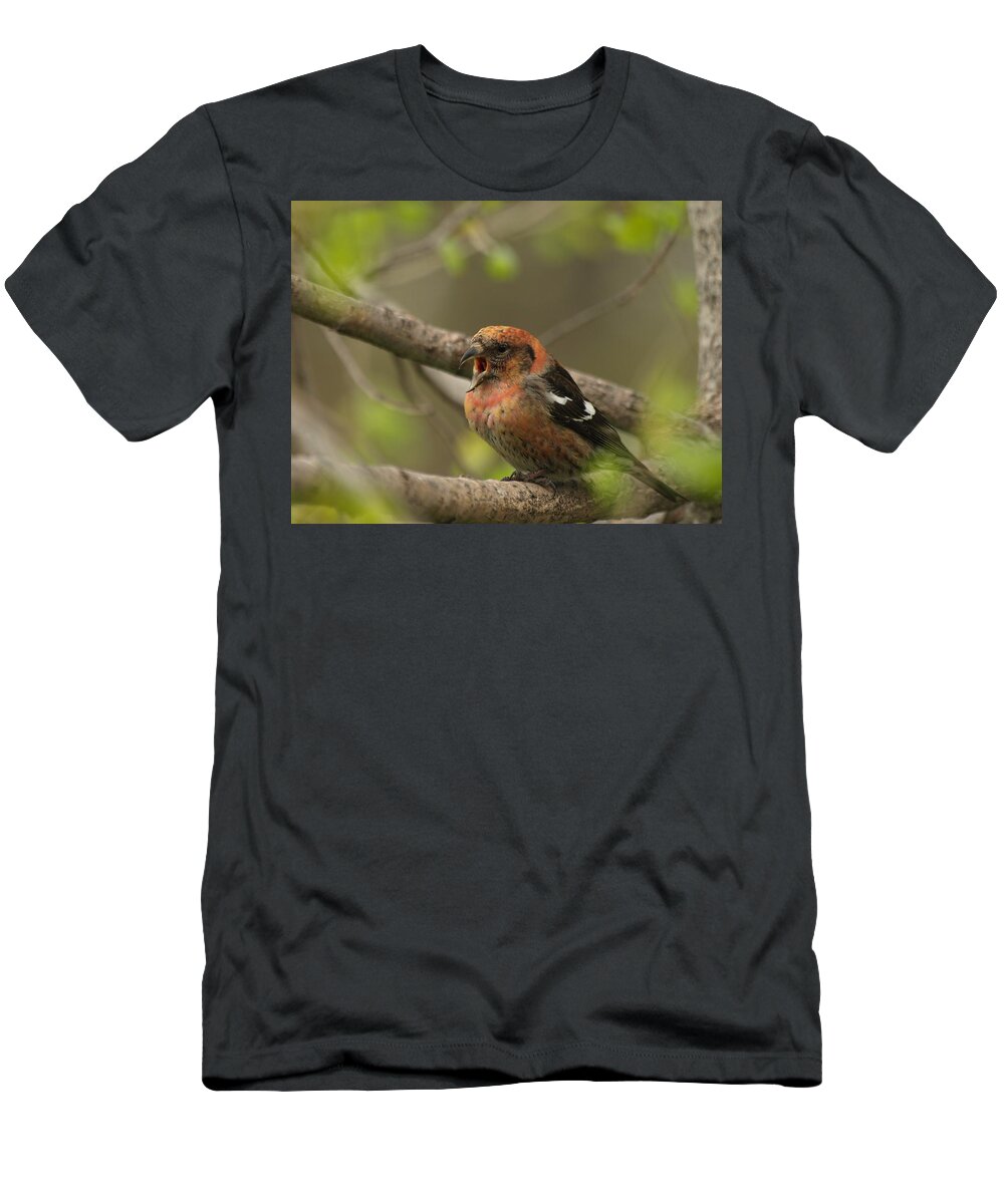 Peterson Nature Photography T-Shirt featuring the photograph White-winged Crossbill by James Peterson
