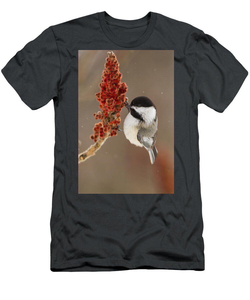 Black-capped T-Shirt featuring the photograph Winter Chickadee by Mircea Costina Photography
