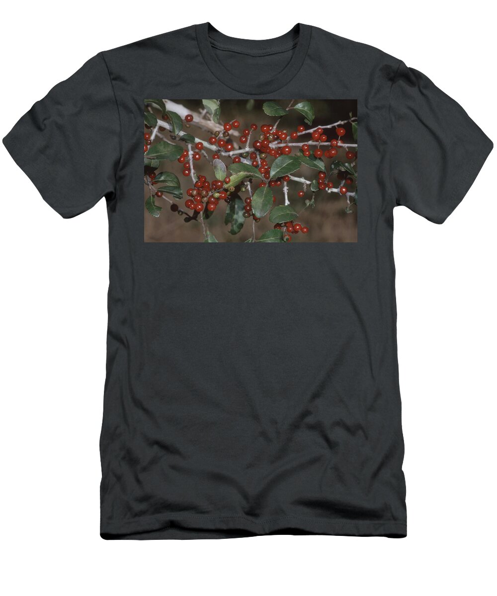 Aquifoliaceae T-Shirt featuring the photograph Yaupon Berries by Ken Brate