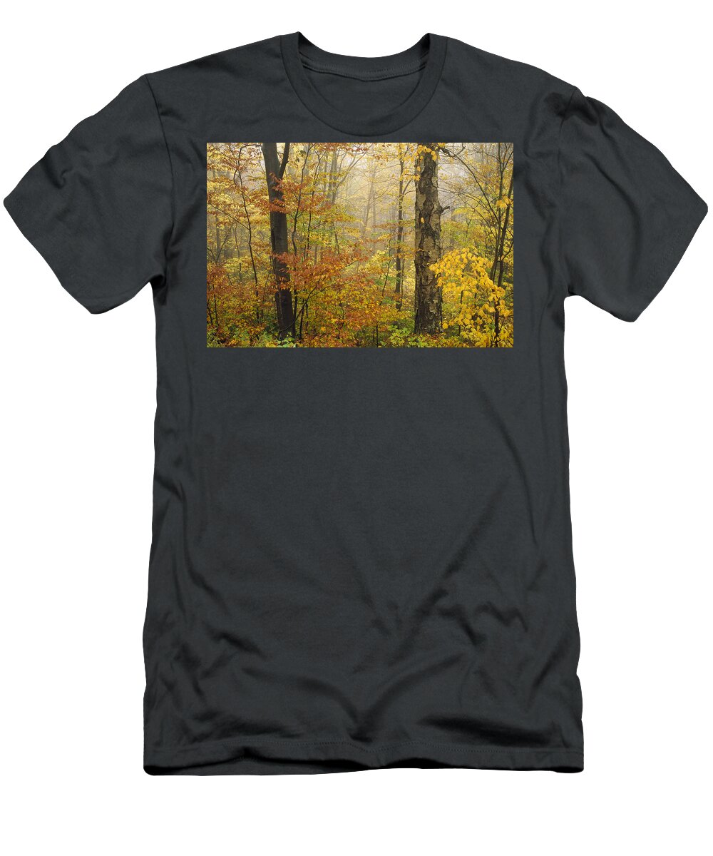 00170775 T-Shirt featuring the photograph Yellow Birch in Autumn Vermont by Tim Fitzharris