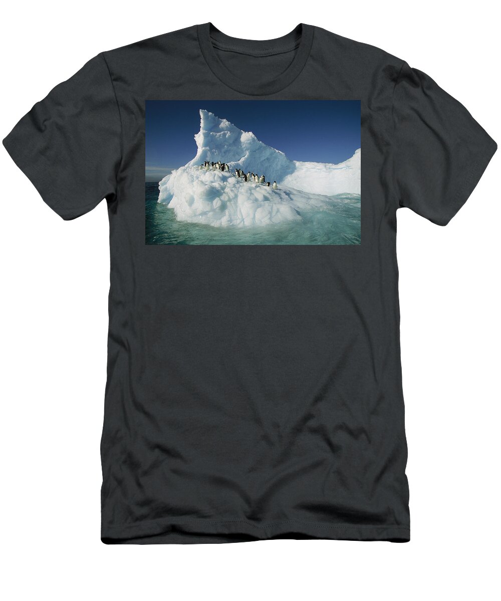 Hhh T-Shirt featuring the photograph Adelie Penguin Pygoscelis Adeliae Group #1 by Colin Monteath