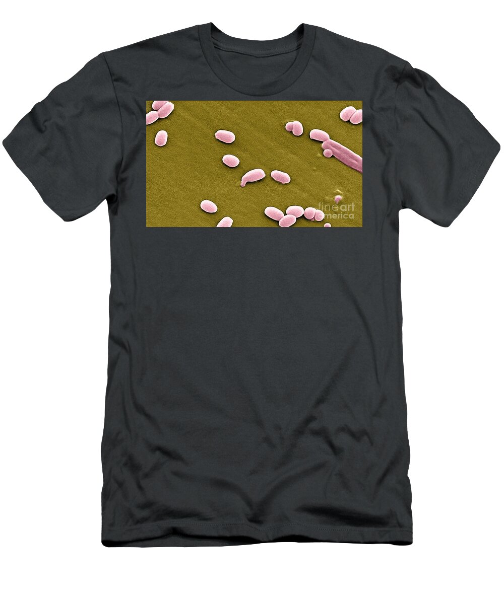 Science T-Shirt featuring the photograph Anthrax Bacteria, Sem #1 by Science Source