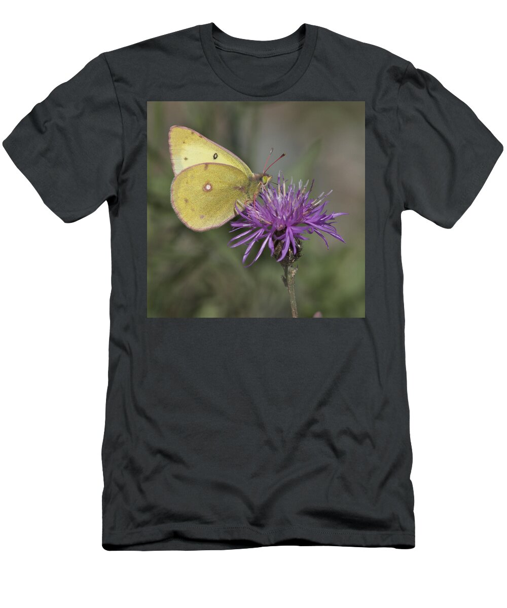 Butterfly T-Shirt featuring the photograph Clouded Yellow Butterfly #1 by Cathie Douglas