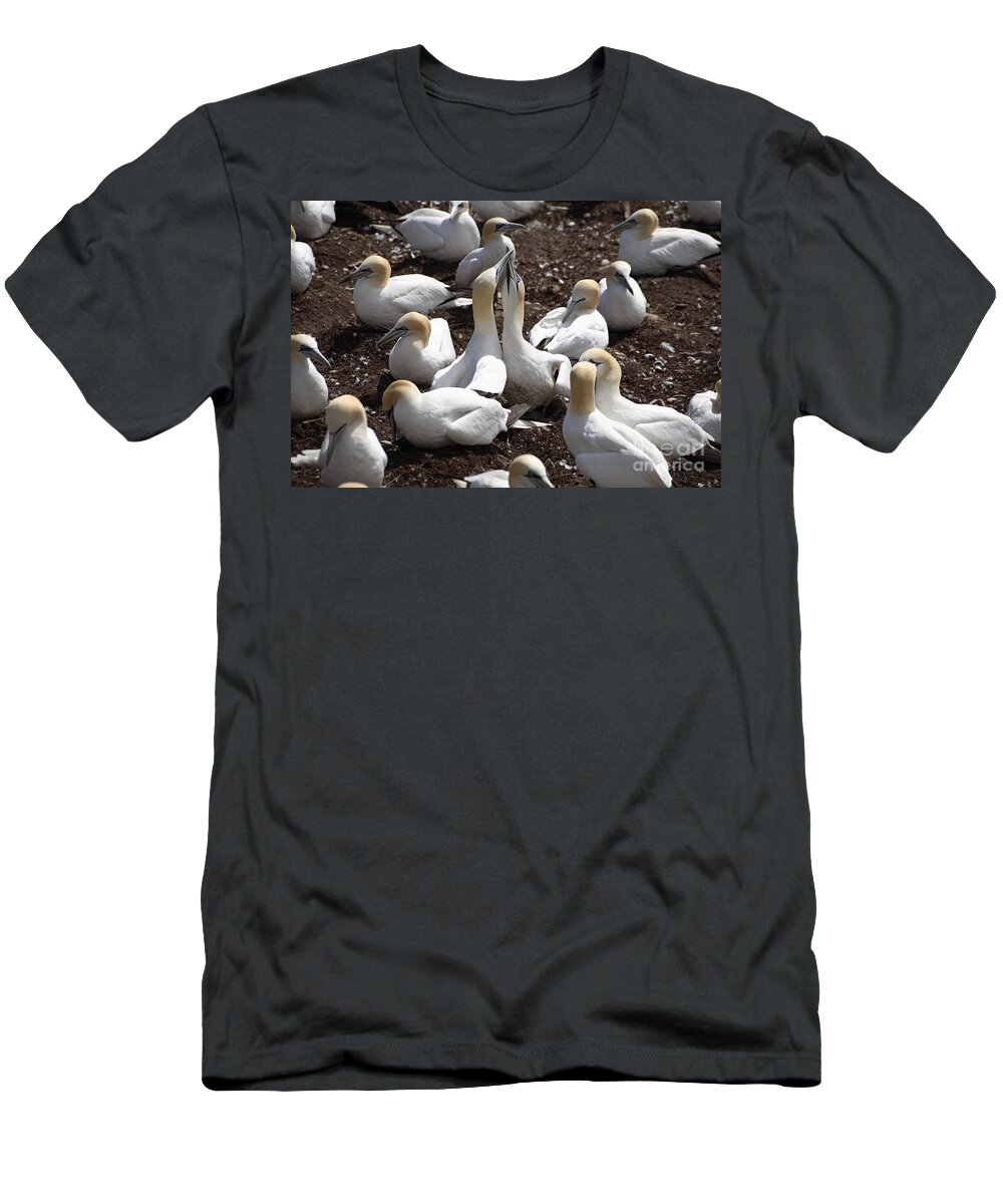 Northern Gannet T-Shirt featuring the photograph Gannet Birds Showing Fencing Behavior #1 by Ted Kinsman