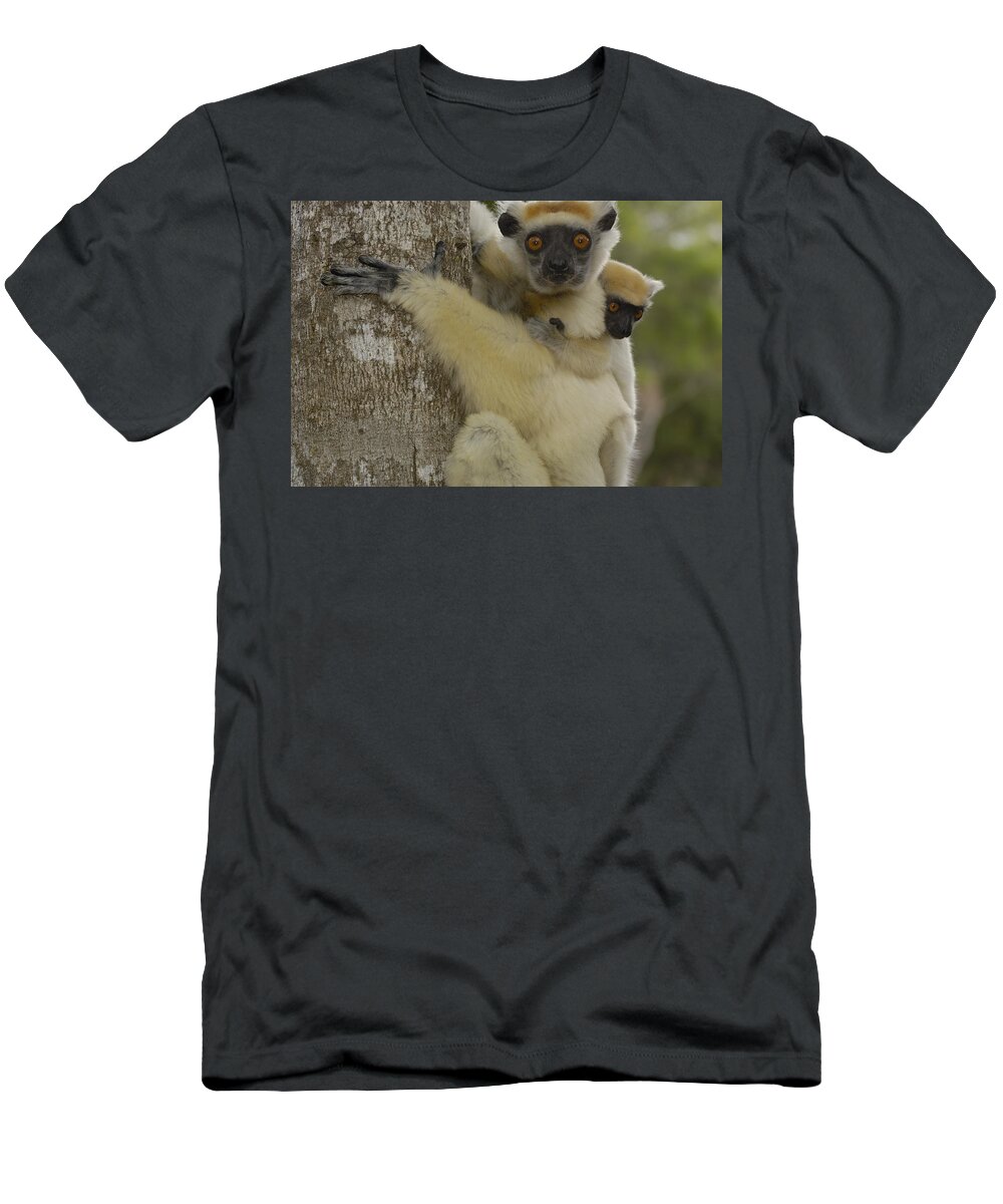 Mp T-Shirt featuring the photograph Golden-crowned Sifaka Propithecus #1 by Pete Oxford